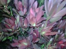 Spray leucadendron